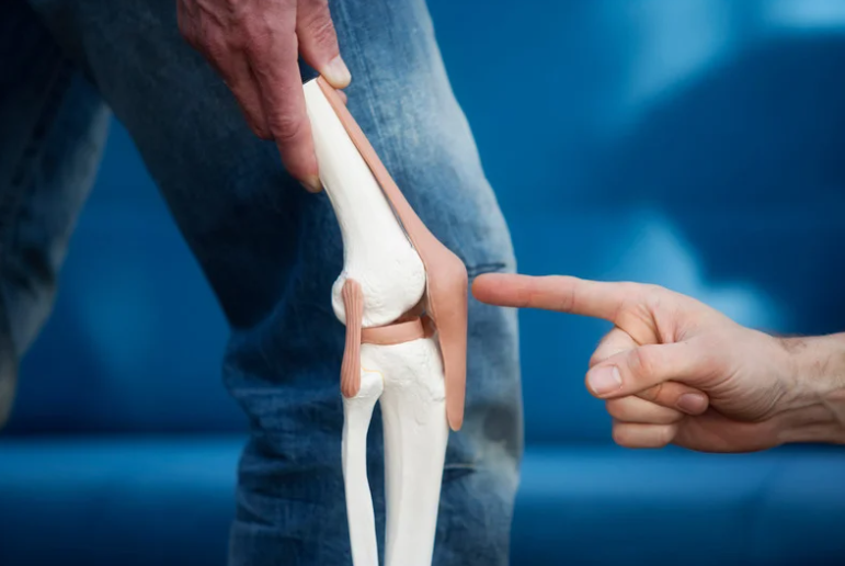 Artificial model of a knee joint. A finger pointing at the patella. 